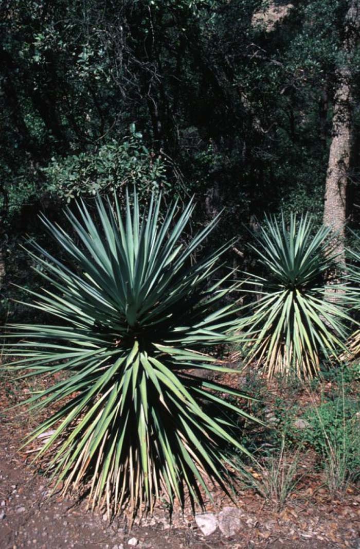 Mountain Yucca