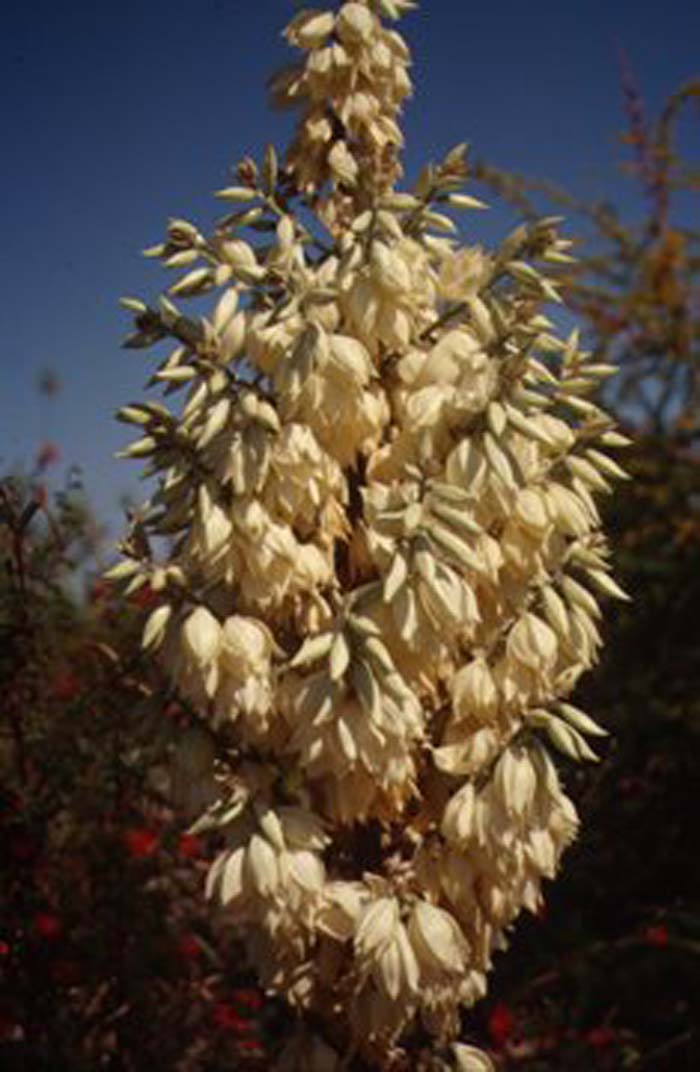Plant photo of: Yucca thompsoniana