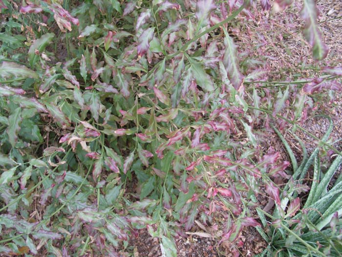 Plumbago scandens