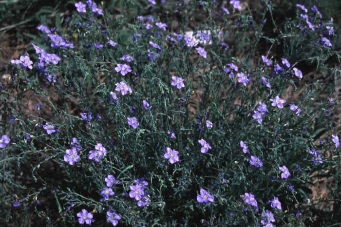 Blue Flax