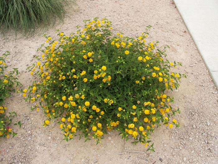 Lantana hybrid