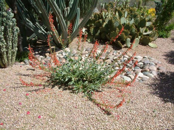 Plant photo of: Penstemon eatonii