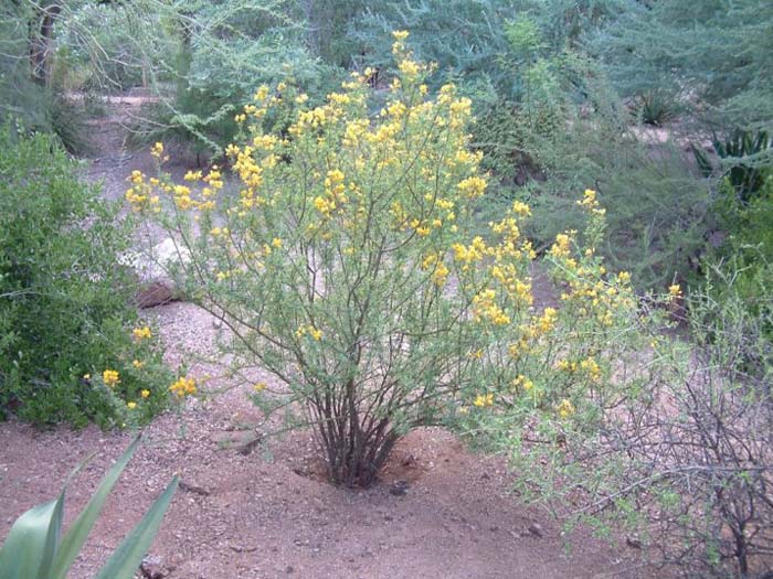 Shrubby Senna