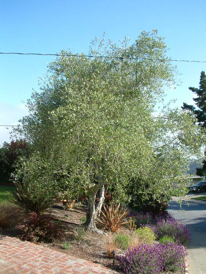 Olea europaea