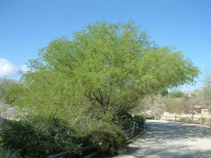 Velvet Mesquite