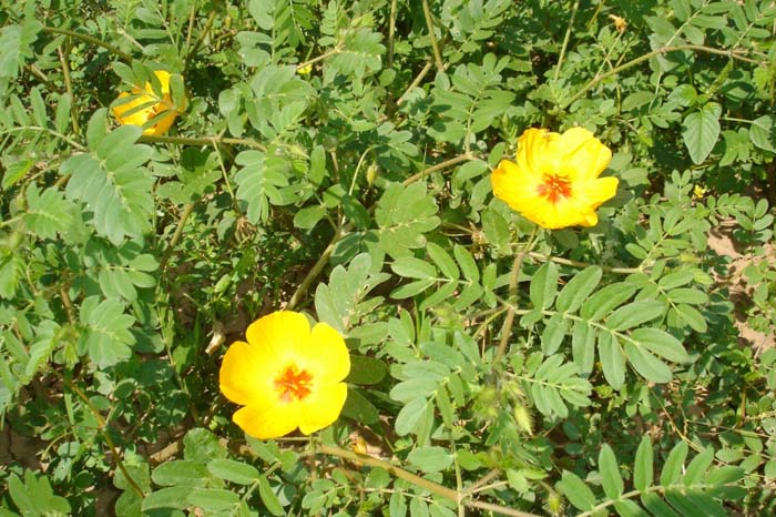 Kallstroemia grandiflora