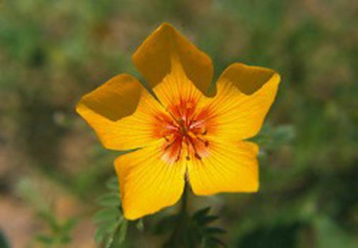 Plant photo of: Kallstroemia grandiflora