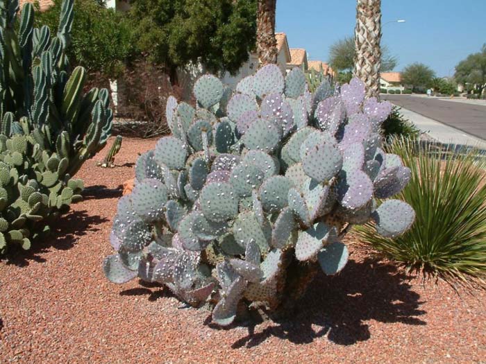 Purple prickly pear