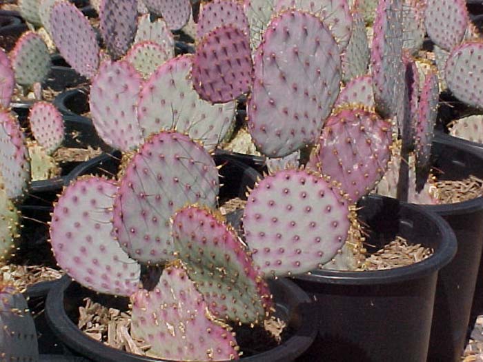 Plant photo of: Opuntia santa-rita