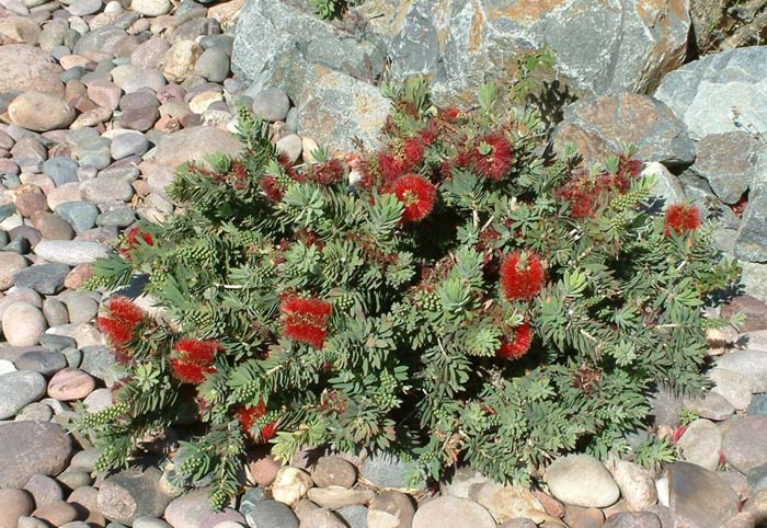 Bottlebrush Little John