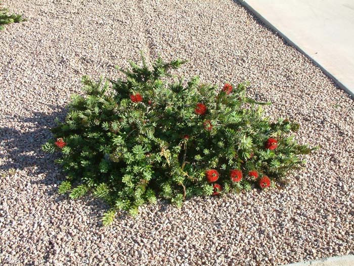 Plant photo of: Callistemon X viminalis 'Little John'