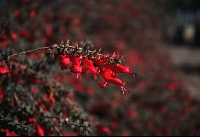 Eremophila maculata v. brevifolia