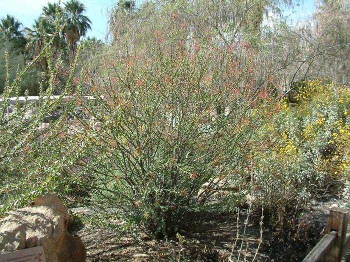 Mexican Tree Ocotillo or Coach Whip