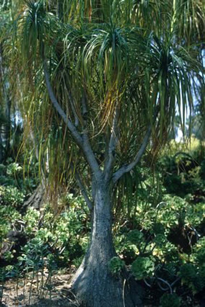 Pony Tail or Bottle Palm, Beaucarne