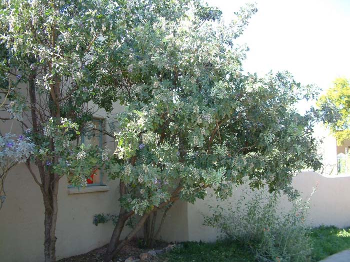 Texas Mountain Laurel Silver Peso