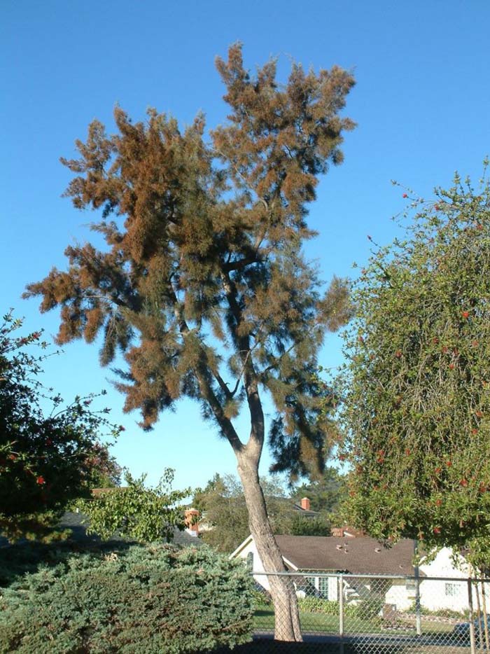 Casuarina cunninghamiana