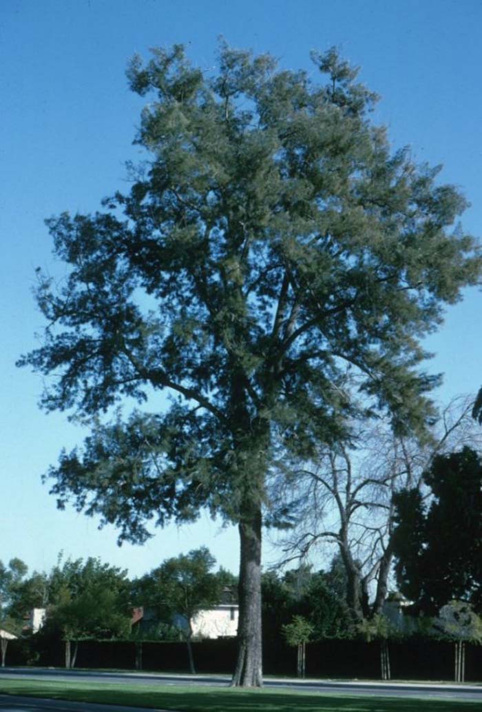 Horsetail Tree, South Sea Ironwood