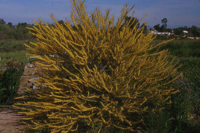 Acacia rigens