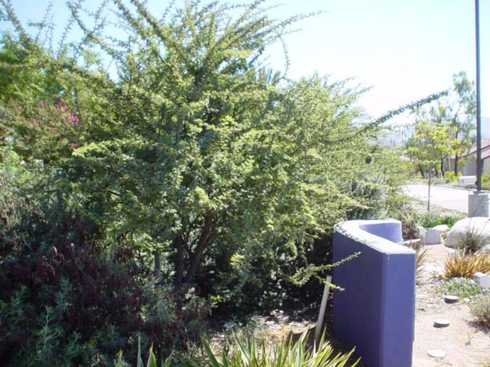 Plant photo of: Acacia schaffneri