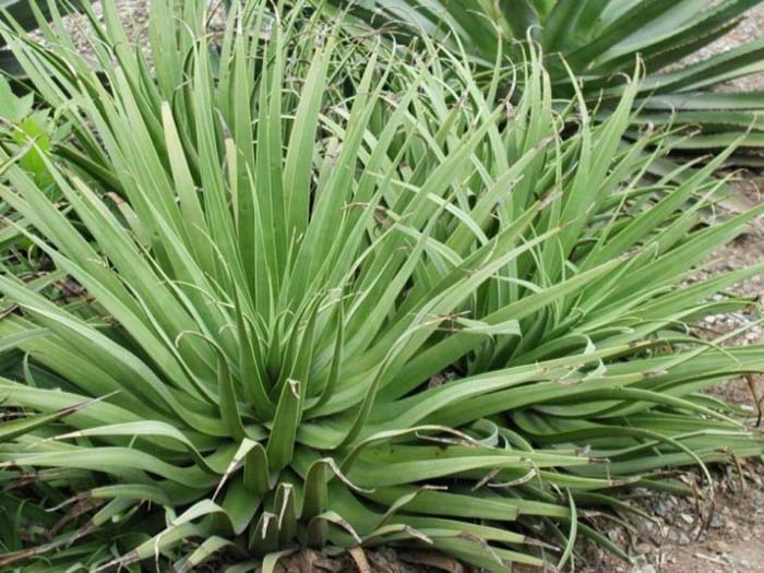 Spider Agave