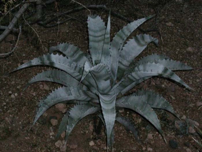 Golden-Flowered Agave