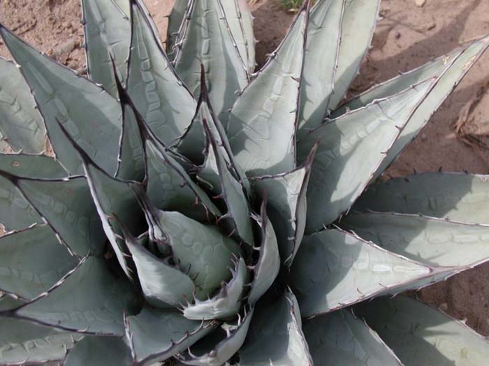 New Mexico Agave, Mescal