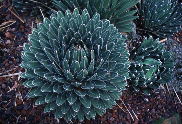 Queen Victoria Agave