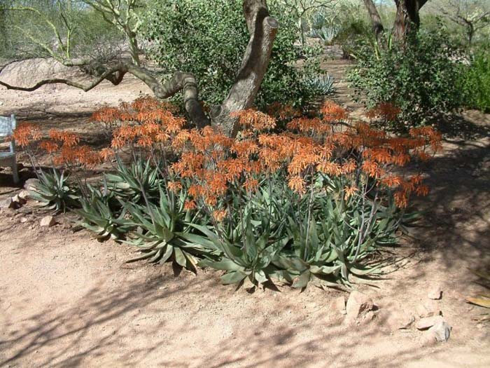 Plant photo of: Aloe striata