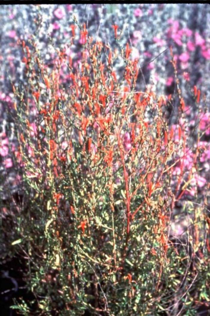 Mountain Flame Desert Honeysuckle