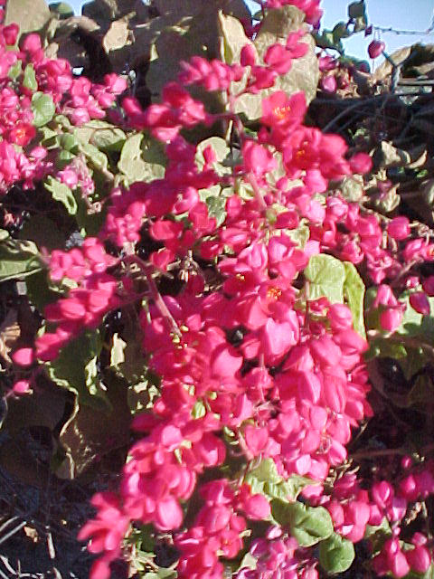 Red Queen's Wreath