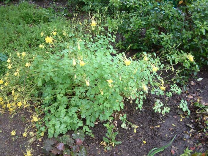 Aquilegia chrysantha