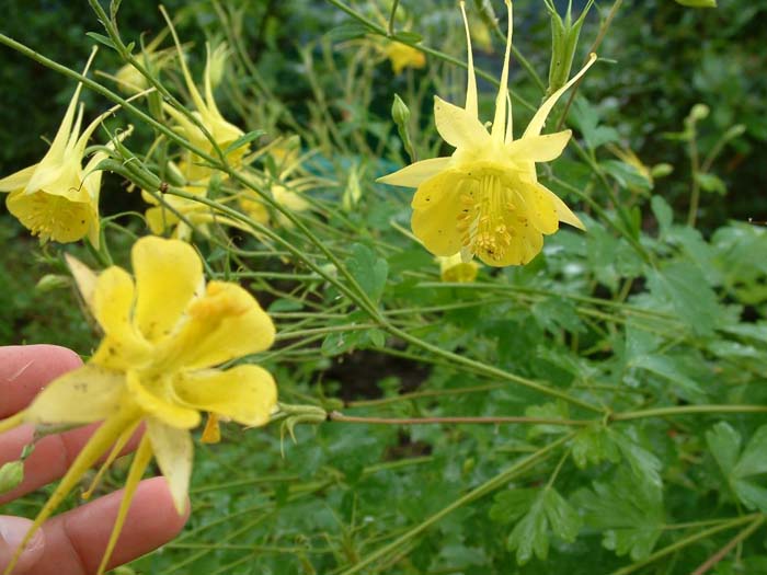 Plant photo of: Aquilegia chrysantha