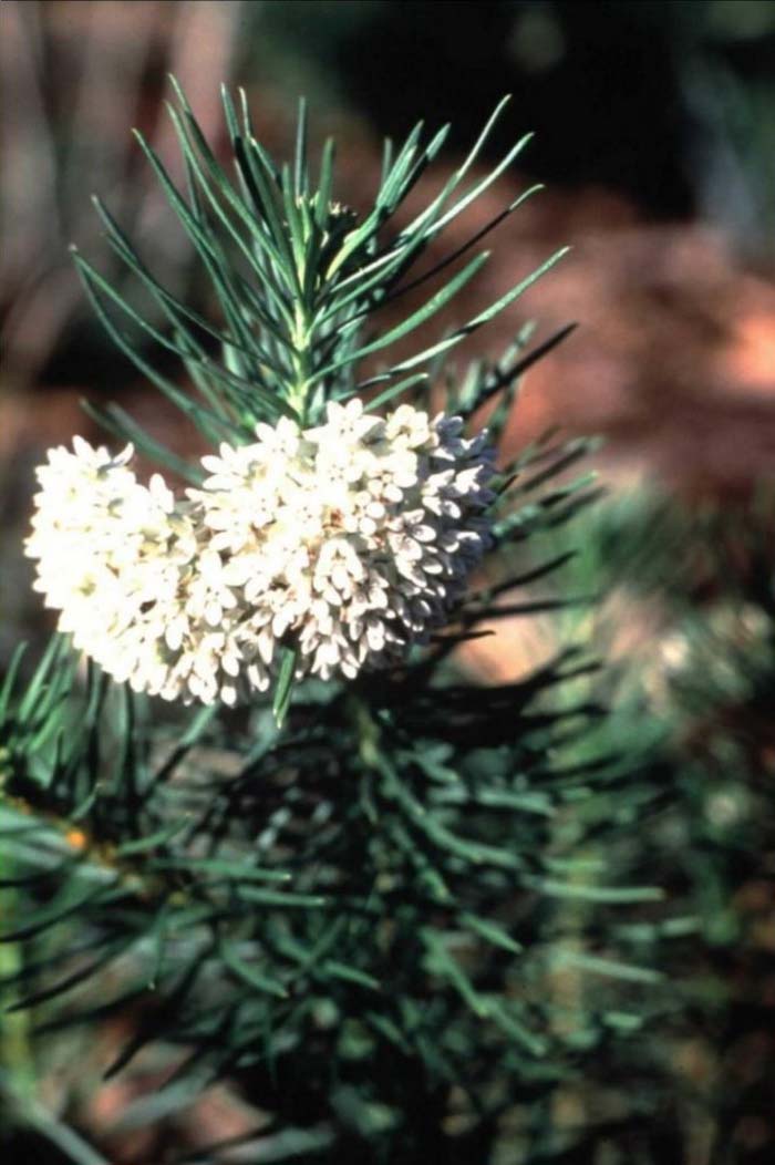 Asclepias linaria