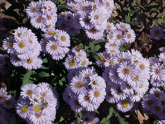 Rodney's Aster