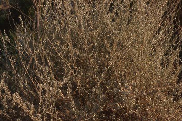 Plant photo of: Atriplex hymenelytra