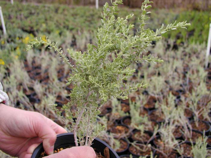 Desert Saltbush