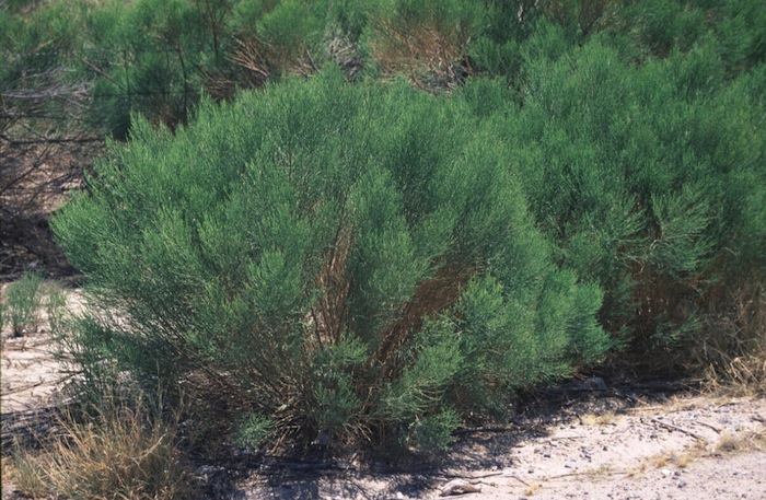 Broom Coyotebush