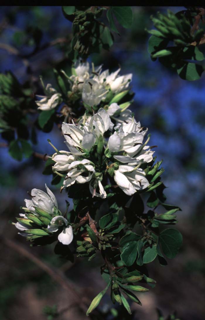 Plant photo of: Bauhinia lunariodes 'White'