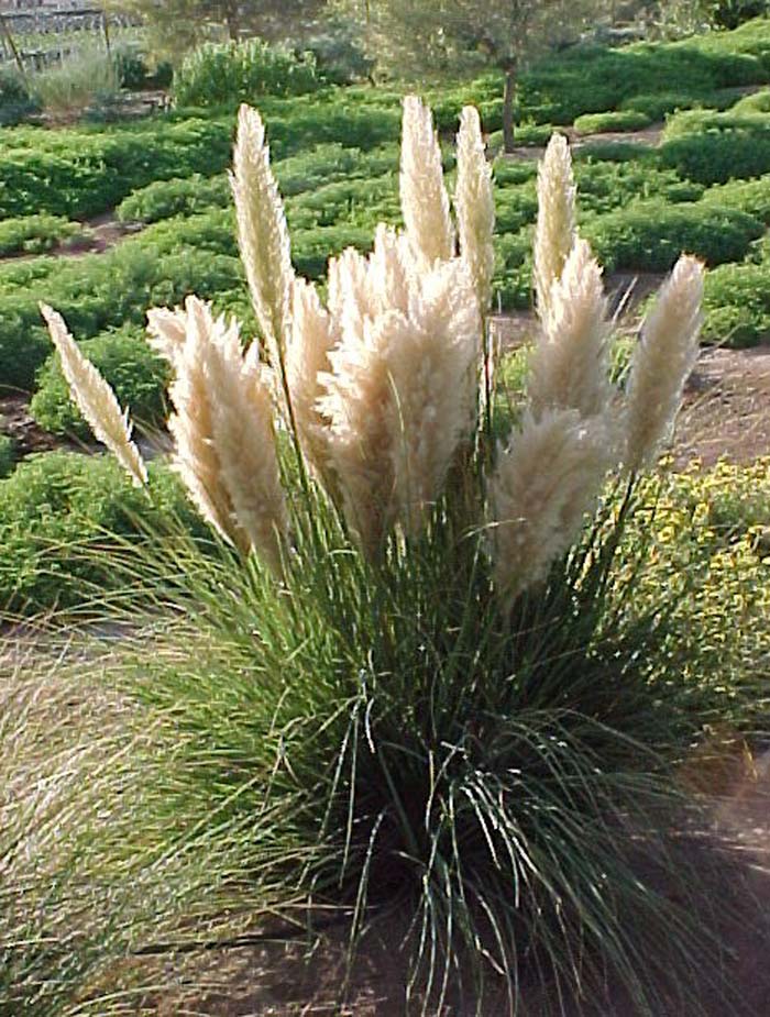 Dwarf Pampas Grass