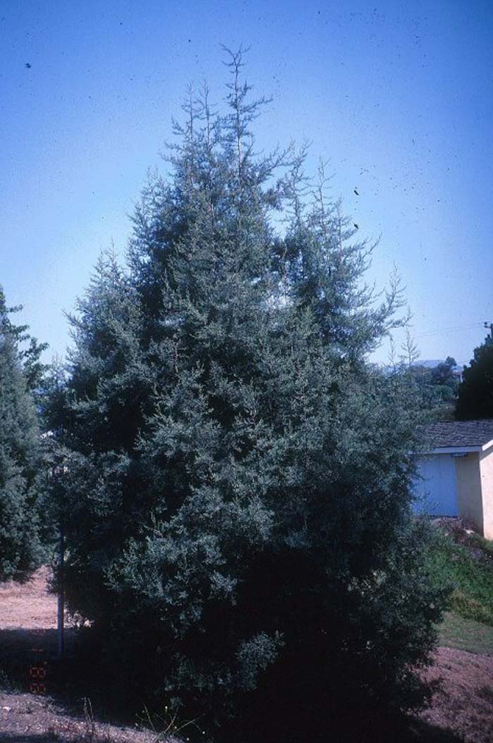 Cupressus arizonica