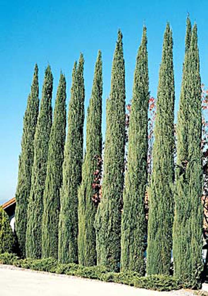 Cupressus sempervirens