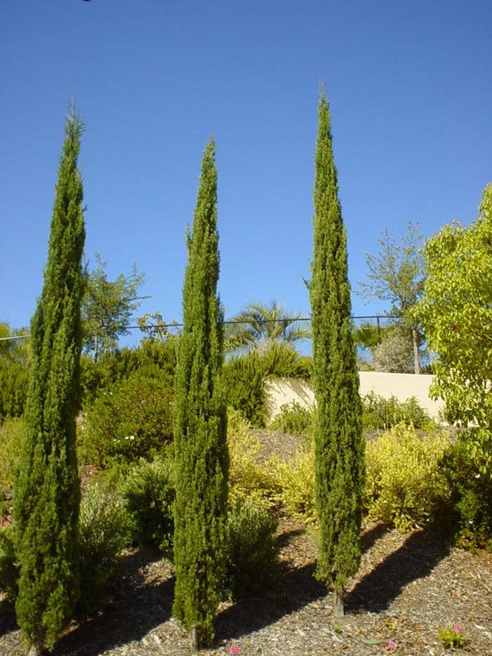 Plant photo of: Cupressus sempervirens