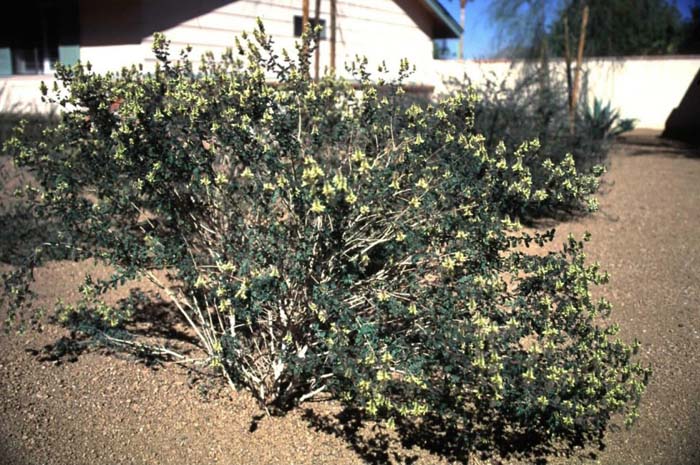 Yellow Flowered Dalea