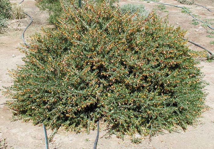 Eremophila Winter Gold