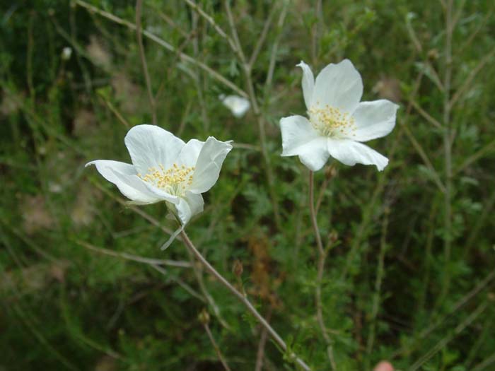 Plant photo of: Fallugia paradoxa