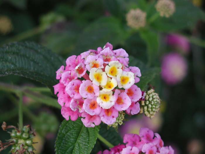 Lantana camara