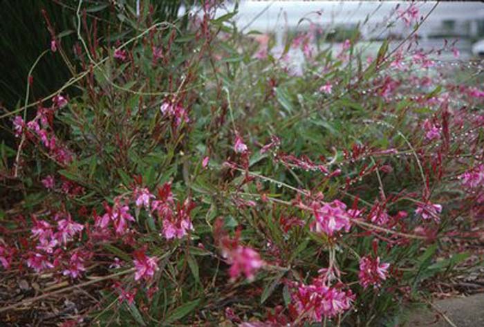 Pink Gaura