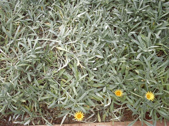 Clumping Gazania, Treasure Flower