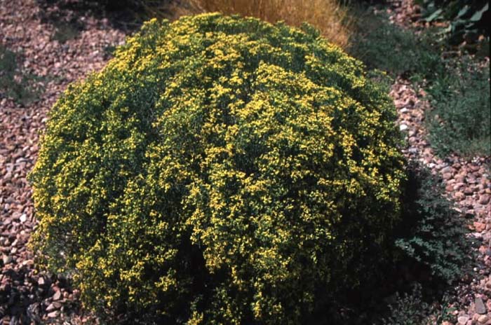 Plant photo of: Gutierrezia sarothrae