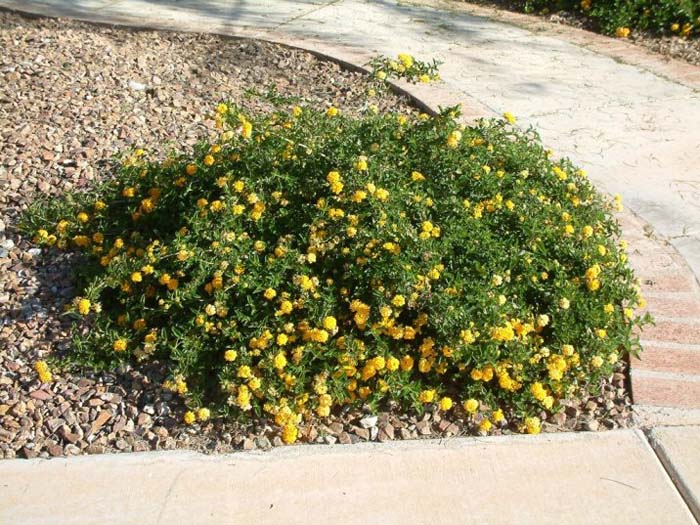 Lantana 'Dwarf Yellow'